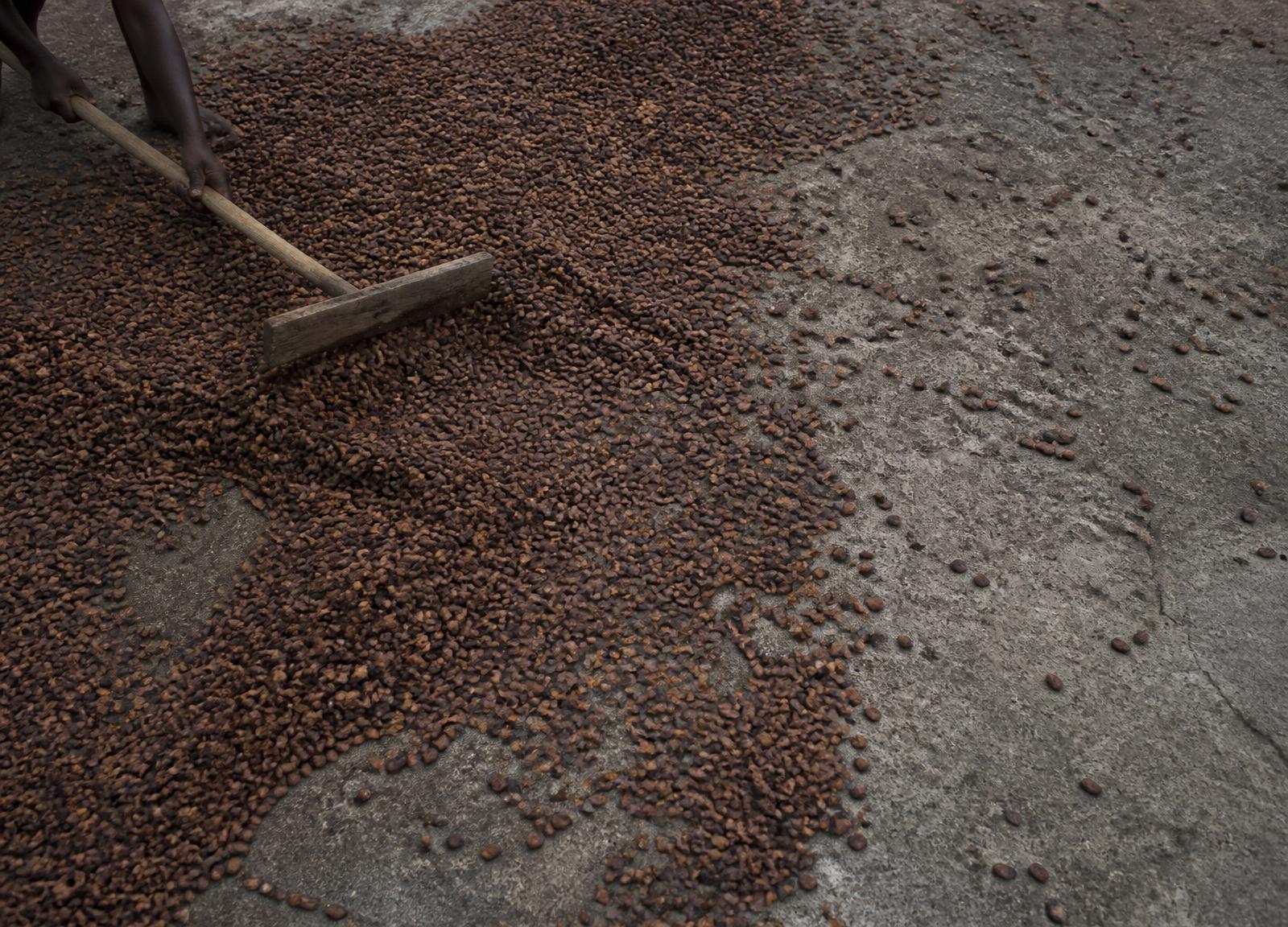Hands raking cacao beans across a concrete drying patio